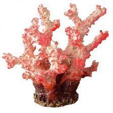 Декоративен корал